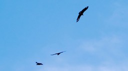 Griffon Eagle soaring on thermals in Parque Naciaonal de Monfrague