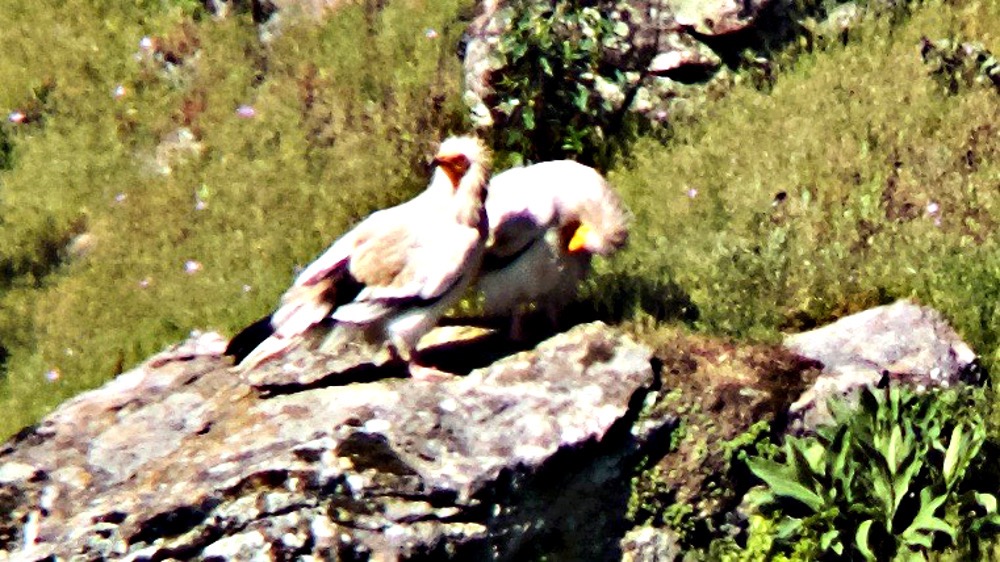 I can’t remember what breed of vulture these were but included it because you can see the featherless head with ruff on the neck.